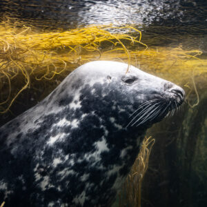 Otaries et phoques