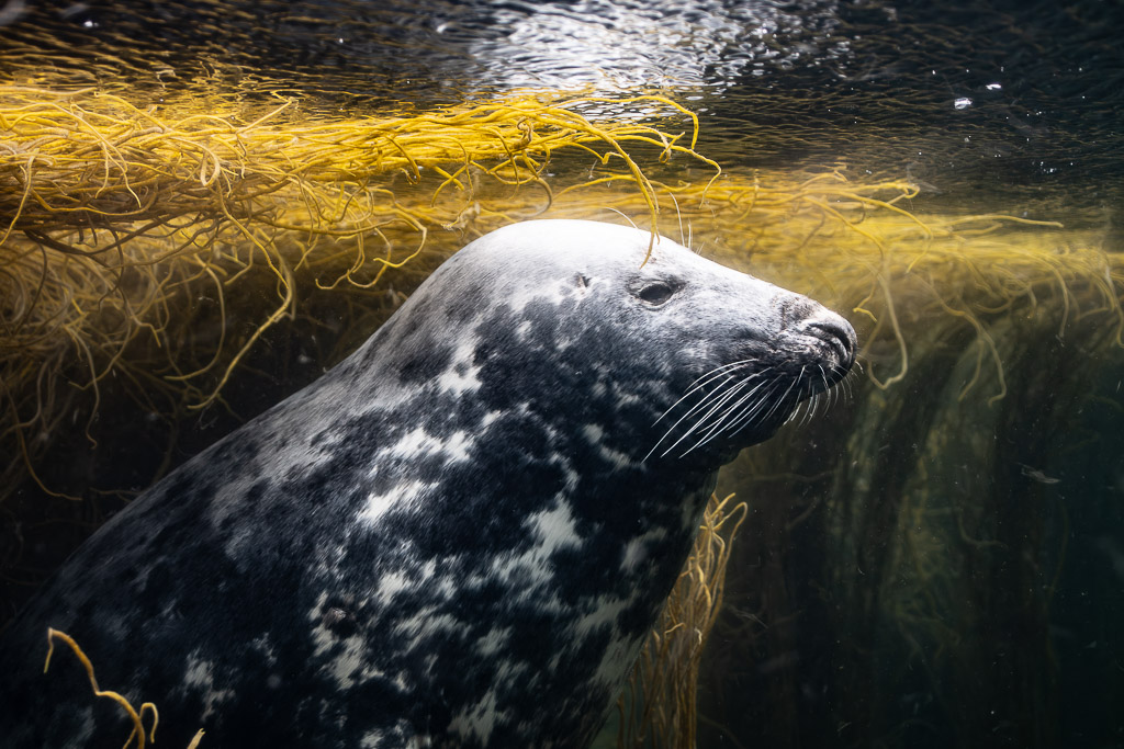 Tête et épaules de phoque gris de profil sous des algues flottantes, Les Étocs, Bretagne, France