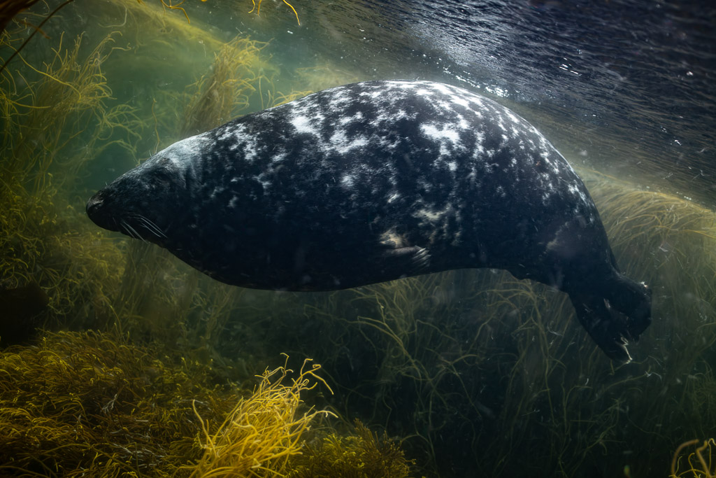 Grey seal swimming horizontally in green water over seaweed, Les Étocs, Brittany, France