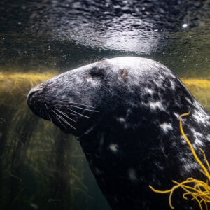 Grey seal in profile heading left under the surface, Les Étocs, Brittany, France