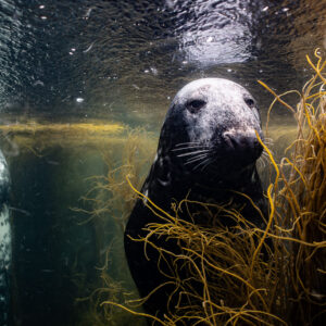 Grey seal facing the camera, second pale seal at frame edge, Les Étocs, Brittany, France