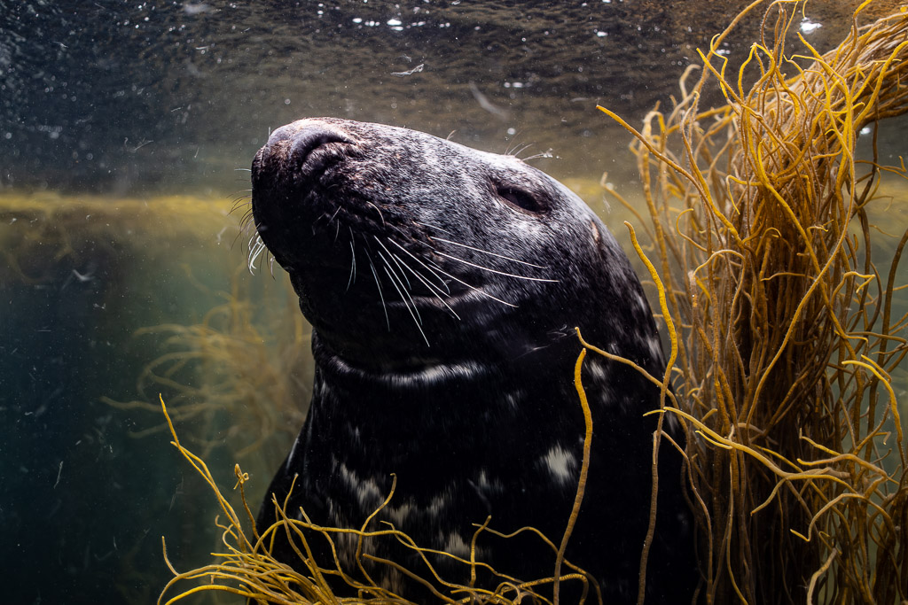 Grey seal head tilted upward beside a seaweed column, Les Étocs, Brittany, France