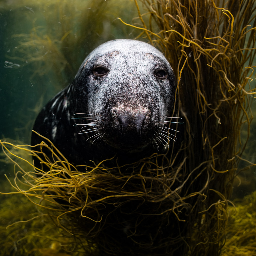 Grey seal face-on behind golden seaweed, staring at the camera, Les Étocs, Brittany, France