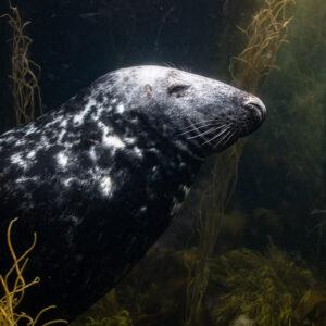 Grey seal in three-quarter view swimming through dark water, Les Étocs, Brittany, France