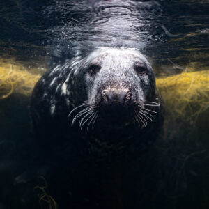 Grey seal face-on just below the surface between seaweed mats, Les Étocs, Brittany, France