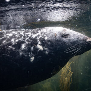 Grey seal in profile under bright rippled surface, white blotches, Les Étocs, Brittany, France