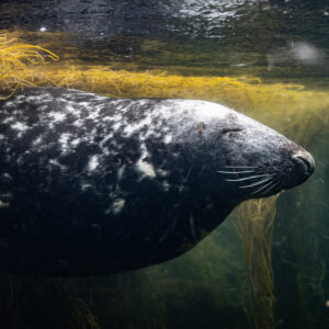 Grey seal in profile under floating seaweed, eyes half closed, Les Étocs, Brittany, France