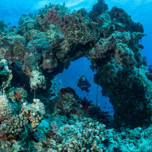 Diver framed through a coral-covered natural arch on the reef, Habili Ghadir, Red Sea, Egypt