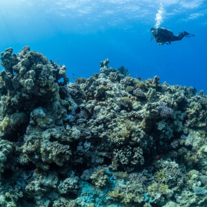 Diver swimming above a rugged coral pinnacle in blue water, Habili Ghadir, Red Sea, Egypt