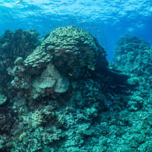 Massive hard coral heads crowning a reef outcrop under the surface, Habili Ghadir, Red Sea, Egypt