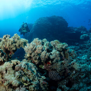 Diver behind coral boulders in a sunlit reef landscape, Habili Ghadir, Red Sea, Egypt