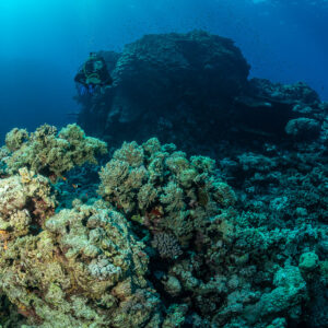 Diver peering over a coral boulder beside a large rock, Habili Ghadir, Red Sea, Egypt