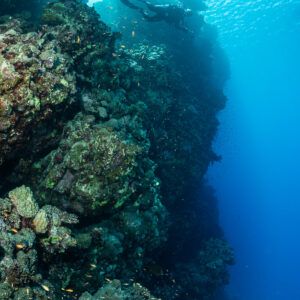 Tombant récifal ensoleillé plongeant dans le bleu près d’un plongeur, vertical, Rocky Island, mer Rouge, Égypte