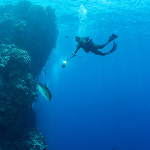 Diver with torch descending along a reef pinnacle in deep blue, Rocky Island, Red Sea, Egypt