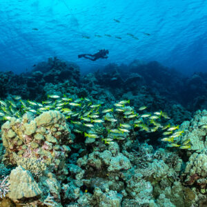 Plongeur en suspension au-dessus d’un banc de lutjans sur le platier, épave du Levanzo, mer Rouge, Égypte