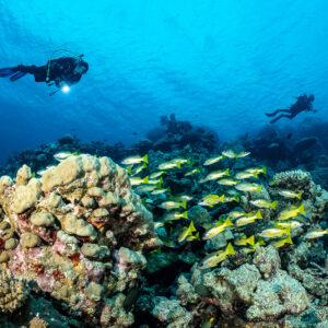 Deux plongeurs au-dessus d’un banc de lutjans tournant autour d’un massif, épave du Levanzo, mer Rouge, Égypte