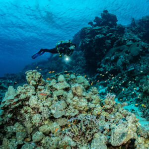 Diver with torch passing a large coral head on the reef, Levanzo wreck, Red Sea, Egypt