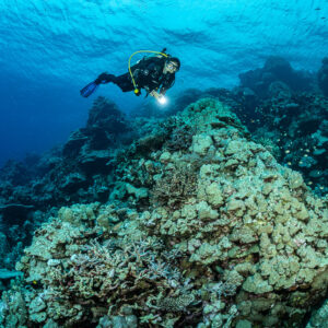 Diver with torch gliding over a rounded coral boulder, Levanzo wreck, Red Sea, Egypt