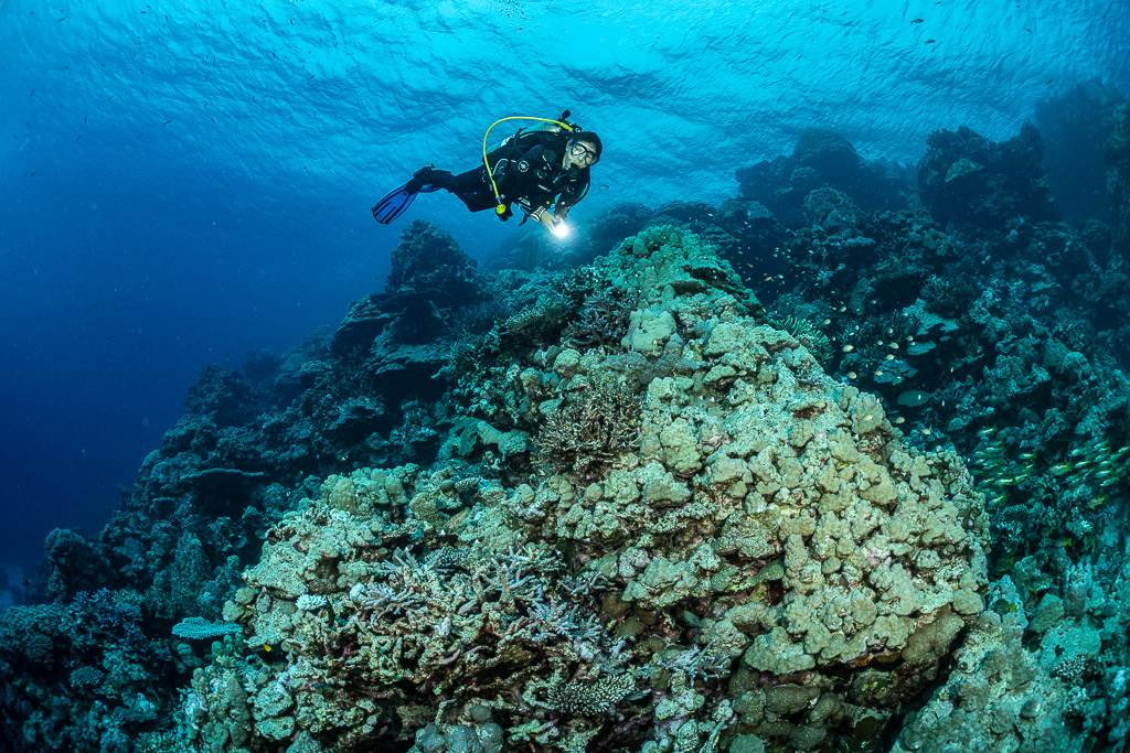 Diver with torch gliding over a rounded coral boulder, Levanzo wreck, Red Sea, Egypt