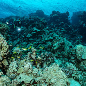 Diver with torch in the distance behind coral heads and small fish, Levanzo wreck, Red Sea, Egypt