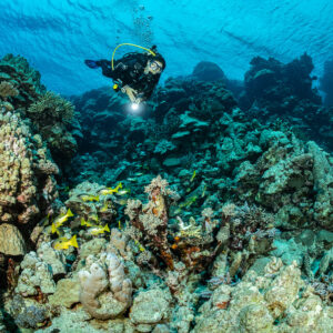 Diver with torch above coral heads with small yellow fish, Levanzo wreck, Red Sea, Egypt