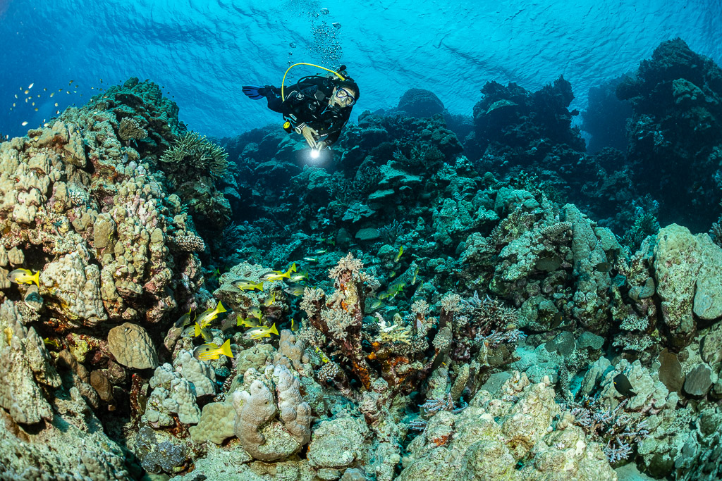 Diver with torch above coral heads with small yellow fish, Levanzo wreck, Red Sea, Egypt