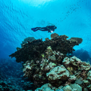 Diver swimming over a table coral pinnacle toward the surface, Levanzo wreck, Red Sea, Egypt