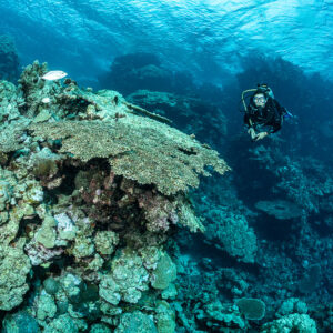Diver facing camera beside a table coral on a reef outcrop, Levanzo wreck, Red Sea, Egypt