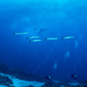 Small group of barracudas in blue water above divers on the reef, Shaab Samadai Kebir, Red Sea, Egypt