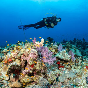 Plongeur glissant au-dessus d’un récif coloré de coraux mous et d’anthias, Shaab Samadai Kebir, mer Rouge, Égypte