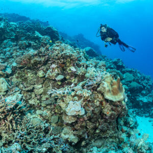 Diver above a large coral mound on a reef slope, Shaab Samadai Kebir, Red Sea, Egypt