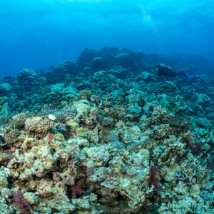 Diver half hidden behind a wide coral mound in hazy blue water, Shaab Samadai Kebir, Red Sea, Egypt