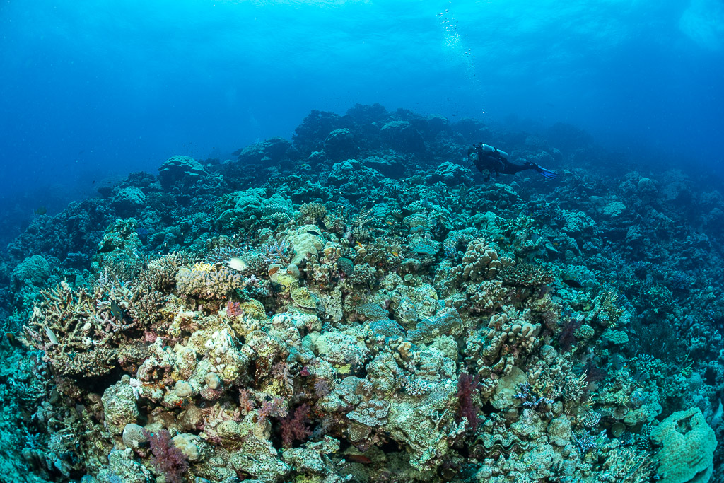 Diver half hidden behind a wide coral mound in hazy blue water, Shaab Samadai Kebir, Red Sea, Egypt