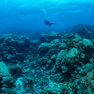 Distant diver over a field of coral heads in blue water, Shaab Samadai Kebir, Red Sea, Egypt