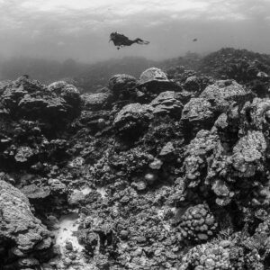 Black and white diver over a field of coral boulders, Shaab Samadai Kebir, Red Sea, Egypt
