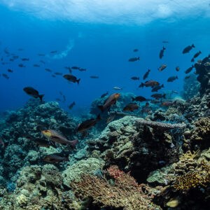 Banc mixte de lutjans au-dessus d’un récif corallien près de la surface, Shaab Samadai Kebir, mer Rouge, Égypte