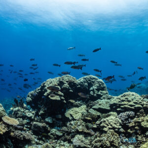 Banc de poissons au-dessus de pâtés coralliens sous une surface miroitante, Shaab Samadai Kebir, mer Rouge, Égypte