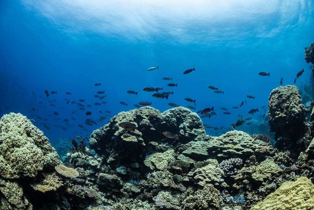 Banc de poissons au-dessus de pâtés coralliens sous une surface miroitante, Shaab Samadai Kebir, mer Rouge, Égypte