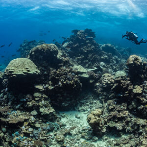 Diver above coral bommies and sandy patches on a shallow reef, Shaab Samadai Kebir, Red Sea, Egypt