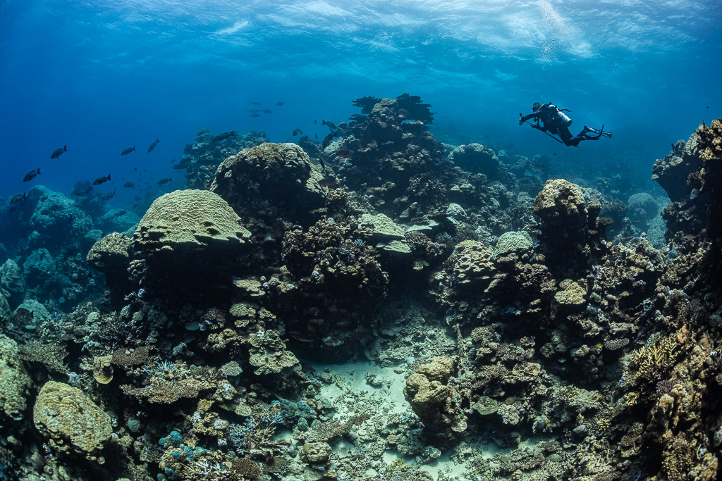 Diver above coral bommies and sandy patches on a shallow reef, Shaab Samadai Kebir, Red Sea, Egypt