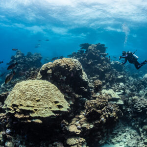 Diver behind a large rounded coral head with reef fish, Shaab Samadai Kebir, Red Sea, Egypt