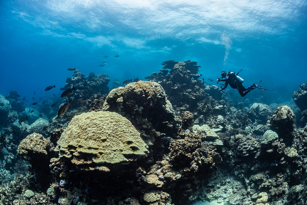 Diver behind a large rounded coral head with reef fish, Shaab Samadai Kebir, Red Sea, Egypt