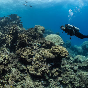 Diver exhaling bubbles while swimming over a coral slope, Shaab Samadai Kebir, Red Sea, Egypt