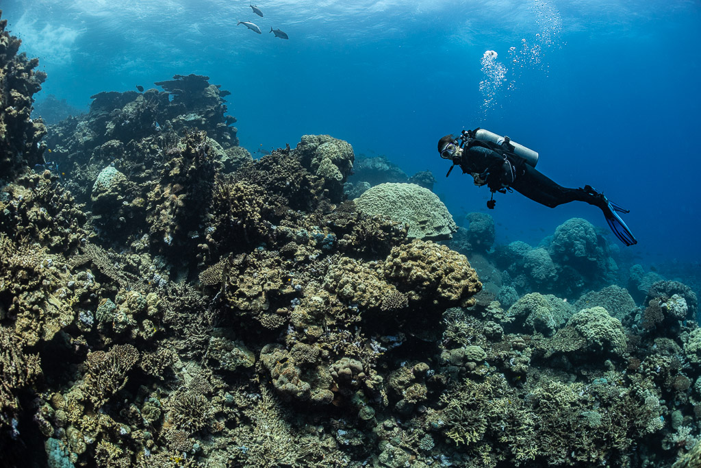 Diver exhaling bubbles while swimming over a coral slope, Shaab Samadai Kebir, Red Sea, Egypt