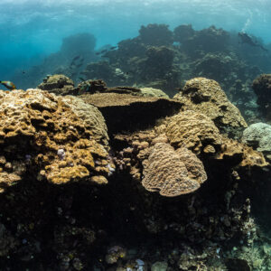 Gros blocs coralliens dorés sur un récif sous une surface voilée, Shaab Samadai Kebir, mer Rouge, Égypte