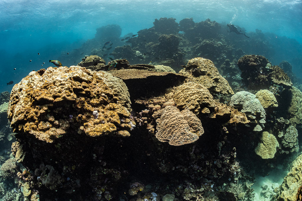 Large golden coral boulders on a reef under a hazy surface, Shaab Samadai Kebir, Red Sea, Egypt