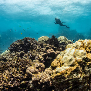 Diver above golden coral boulders and branching corals, Shaab Samadai Kebir, Red Sea, Egypt
