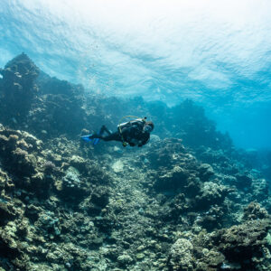 Diver swimming along a reef slope under bright surface light, Shaab Samadai Kebir, Red Sea, Egypt