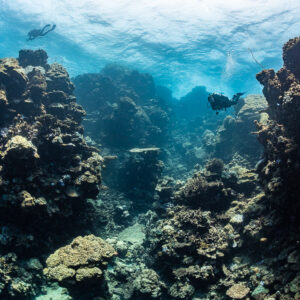 Two divers between coral towers under the surface, Shaab Samadai Kebir, Red Sea, Egypt