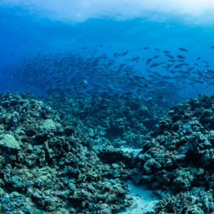 Grand banc de poissons au-dessus d’un récif avec un plongeur au loin, Shaab Samadai Kebir, mer Rouge, Égypte